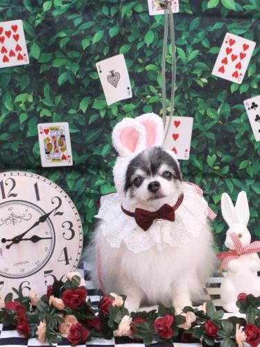 20250401ミルクくん